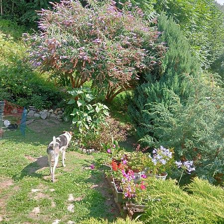 Il Ciliegio Bed & Breakfast Imer Bagian luar foto