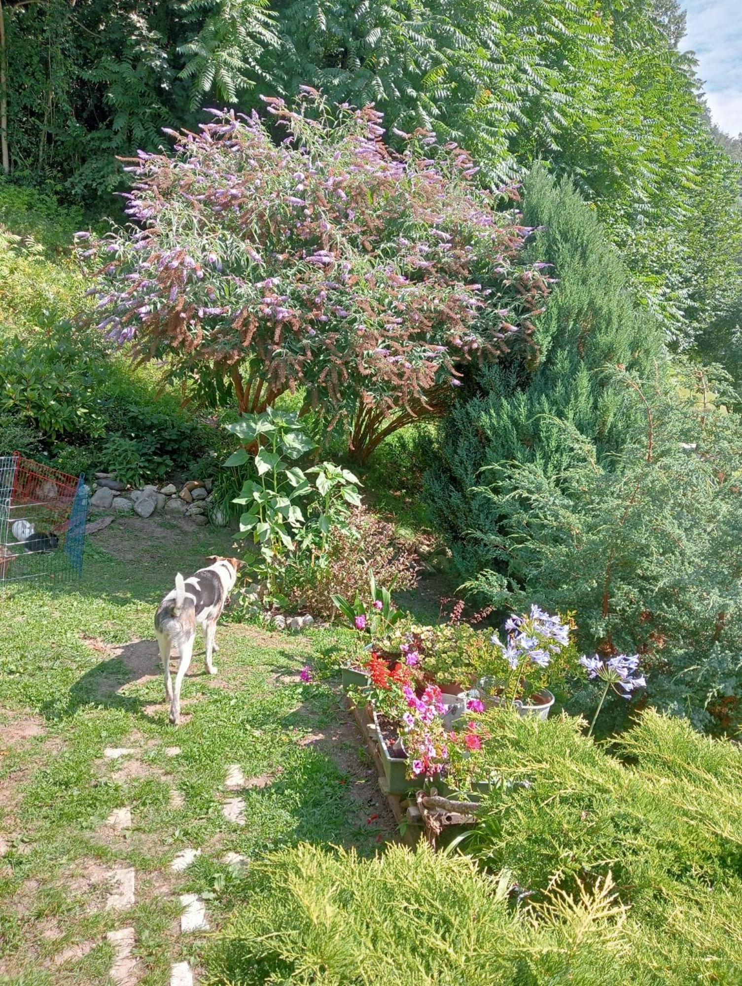 Il Ciliegio Bed & Breakfast Imer Bagian luar foto